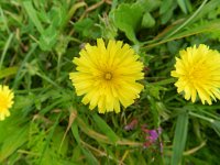 Picris echioides 30, Dubbelkelk, Saxifraga-Rutger Barendse