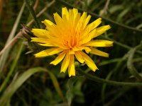 Picris hieracioides 10, Echt bitterkruid, Saxifraga-Peter Meininger