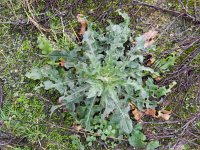 Picris hieracioides 14, Echt bitterkruid, Saxifraga-Rutger Barendse