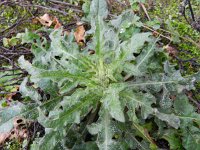 Picris hieracioides 15, Echt bitterkruid, Saxifraga-Rutger Barendse