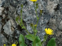 Picris hieracioides ssp grandiflora 1, Saxifraga-Jan van der Straaten