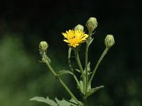 Picris hieracioides ssp hieracioides 6, Saxifraga-Marijke Verhagen