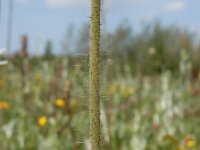 Pilosella caespitosa 5, Weidehavikskruid, Saxifraga-Ed Stikvoort