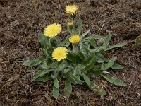 Pilosella peleteriana 13, Vals muizenoor, Saxifraga-Ed Stikvoort