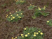 Pilosella peleteriana 3, Vals muizenoor, Saxifraga-Ed Stikvoort