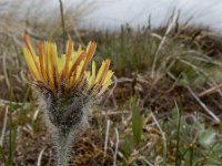 Pilosella peleteriana 8, Vals muizenoor, Saxifraga-Ed Stikvoort