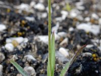 Pilosella piloselloides 3, Grijs havikskruid, Saxifraga-Ed Stikvoort