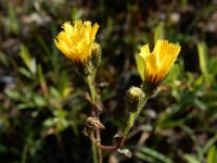 Pilosella piloselloides 5, Grijs havikskruid, Saxifraga-Ed Stikvoort