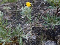 Pilosella piloselloides 6, Grijs havikskruid, Saxifraga-Ed Stikvoort