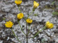 Pilosella piloselloides 7, Grijs havikskruid, Saxifraga-Ed Stikvoort