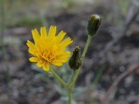 Pilosella piloselloides 9, Grijs havikskruid, Saxifraga-Ed Stikvoort