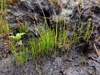 Pilularia globulifera 17, Pilvaren, Saxifraga-Ed Stikvoort