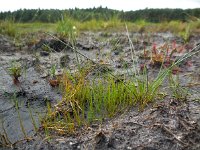 Pilularia globulifera 19, Pilvaren, Saxifraga-Ed Stikvoort