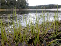 Pilularia globulifera 28, Pilvaren, Saxifraga-Ed Stikvoort