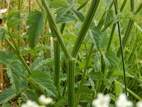 Pimpinella major 11, Grote bevernel, Saxifraga-Peter Meininger