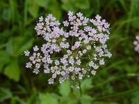 Pimpinella major 14, Grote bevernel, Saxifraga-Ed Stikvoort