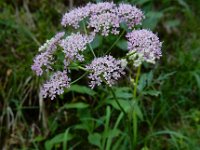 Pimpinella major 16, Grote bevernel, Saxifraga-Ed Stikvoort