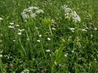 Pimpinella major 19, Grote bevernel, Saxifraga-Ed Stikvoort