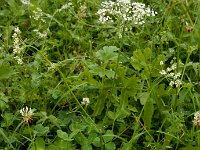 Pimpinella major 20, Grote bevernel, Saxifraga-Ed Stikvoort