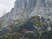 Pimpinella major 4, Grote bevernel, Saxifraga-Marijke Verhagen