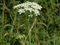 Pimpinella major 5, Grote bevernel, Saxifraga-Jan van der Straaten