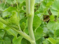 Pimpinella peregrina 2, Vreemde bevernel, Saxifraga-Rutger Barendse