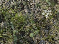 Pimpinella saxifraga 11, Kleine bevernel, Saxifraga-Willem van Kruijsbergen