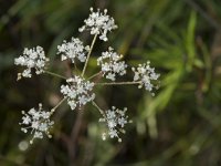 Pimpinella saxifraga 12, Kleine bevernel, Saxifraga-Willem van Kruijsbergen