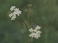 Pimpinella saxifraga 2, Kleine bevernel, Saxifraga-Marijke Verhagen