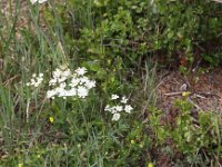 Pimpinella saxifraga 4, Kleine bevernel, Saxifraga-Peter Meininger