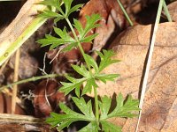 Pimpinella saxifraga 7, Kleine bevernel, Saxifraga-Rutger Barendse