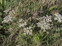 Pimpinella saxifraga 9, Kleine bevernel, Saxifraga-Willem van Kruijsbergen