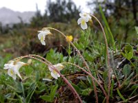 Pinguicula alpina 10, Saxifraga-Ed Stikvoort