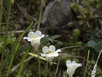 Pinguicula alpina 21, Saxifraga-Willem van Kruijsbergen