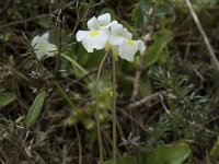 Pinguicula alpina 25, Saxifraga-Willem van Kruijsbergen