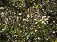 Pinguicula alpina 27, Saxifraga-Willem van Kruijsbergen