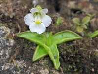 Pinguicula alpina 40, Saxifraga-Harry Jans