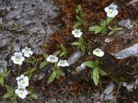 Pinguicula alpina 41, Saxifraga-Harry Jans