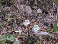 Pinguicula alpina 49, Saxifraga-Luuk Vermeer