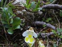 Pinguicula alpina 6, Saxifraga-Jeroen Willemsen