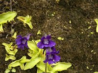 Pinguicula grandiflora 22, Saxifraga-Jan van der Straaten