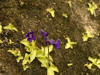 Pinguicula grandiflora 23, Saxifraga-Jan van der Straaten