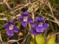 Pinguicula grandiflora 24, Saxifraga-Jan van der Straaten