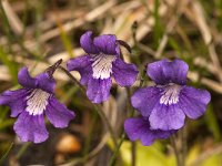 Pinguicula grandiflora 25, Saxifraga-Jan van der Straaten