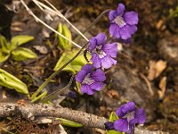 Pinguicula grandiflora 26, Saxifraga-Jan van der Straaten