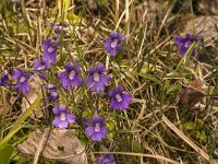 Pinguicula grandiflora 27, Saxifraga-Jan van der Straaten