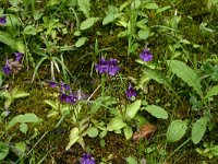 Pinguicula grandiflora 28, Saxifraga-Dirk Hilbers