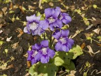 Pinguicula grandiflora 3, Saxifraga-Willem van Kruijsbergen