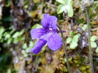 Pinguicula grandiflora 30, Saxifraga-Rutger Barendse