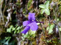 Pinguicula grandiflora 31, Saxifraga-Rutger Barendse